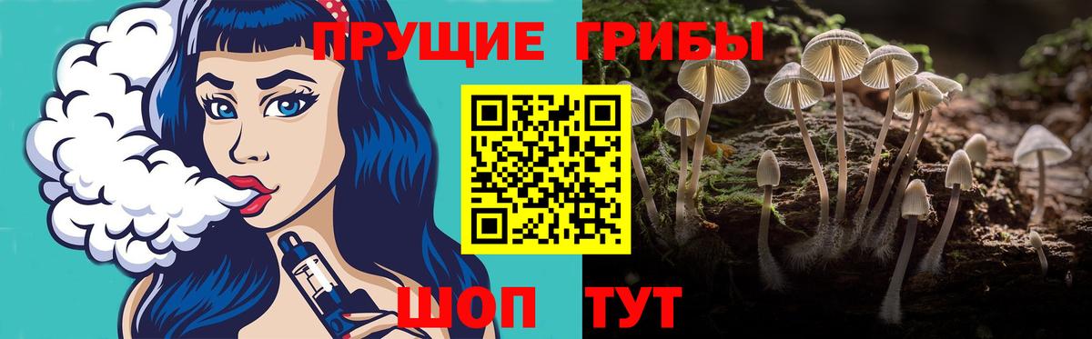 Галлюциногенные грибы Psilocybine cubensis Кандалакша